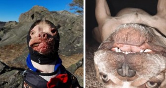 Qu'est-ce qui ne va pas avec mon chien ? 15 photos curieuses et drôles illustrant des moments absurdes