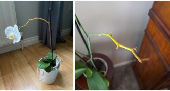 Gelber Orchideenstamm: mögliche Ursachen und Abhilfemaßnahmen