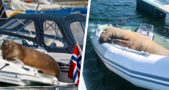 En sympatisk valross som heter Freya älskar att vila på norska båtar: hon har blivit en riktig stjärna på webben