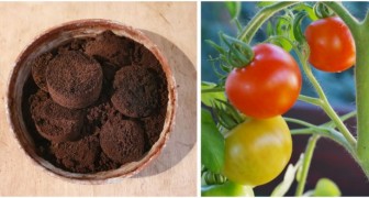 Kaffeesatz zur Düngung von Tomatenpflanzen: Funktioniert er wirklich?