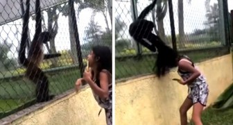 Menina perturba um macaco e o animal reage mal: ele agarra o cabelo dela e puxa com força 