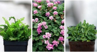 Giardino in miniatura: 5 piante adorabili per creare composizioni incantevoli