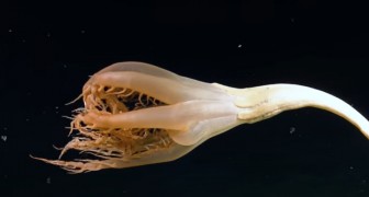 Enorma marina varelser ses för första gången: forskare står mållösa