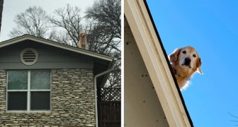 Su perro está siempre en el techo: la mujer se ve obligada a poner un cartel para explicar el motivo a los incrédulos transeúntes (+VIDEO)
