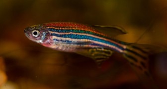 Dieser Fisch kann geschädigte Zellen in seinem Herzen regenerieren: Wissenschaftler erklären, wie er das macht