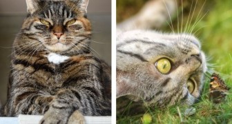 Katzen sind eine invasive fremde Spezies: Die Entdeckung einer Gruppe von Wissenschaftlern