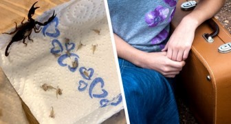 Woman returns from vacation and finds 18 scorpions in her suitcase: she contacts animal rescue immediately to come get them