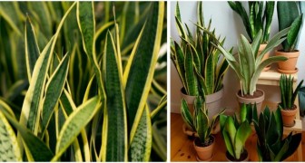 Sansevieria: Tipps für die Anzucht einer einfachen Pflanze, die sich perfekt zum Dekorieren eignet