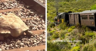 La nature qui bloque le progrès : trains annulés à cause d'une tortue géante sur les rails