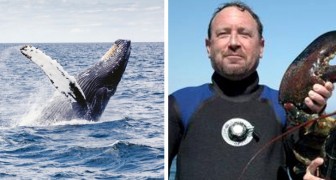 Man ends up in the mouth of a whale but manages to survive: I thought it was a shark, it all went dark