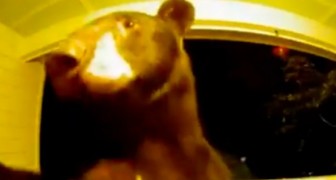 Deze beer drukt midden in de nacht op de bel van een huis: de bewakingscamera's leggen het tafereel vast (+ VIDEO)
