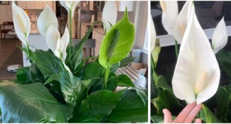 Spathiphyllum: Nützliche Tipps für den Anbau üppiger und schöner Pflanzen