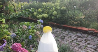 Le lait comme engrais naturel pour vos plantes : ça marche vraiment ?