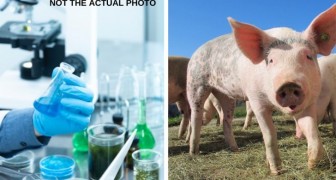 Scienziati rianimano gli organi dei maiali grazie a una tecnologia che ripristina cellule e circolazione