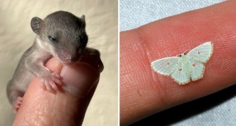 Babydieren die je moeilijk tegen zult komen: 16 afbeeldingen die onweerstaanbare concentraten van tederheid bevatten