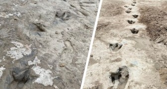 Flussbett enthüllt Dinosaurier-Fußabdrücke von vor 113 Millionen Jahren