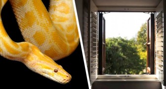 Enorme serpente si aggira sul tetto di una casa e cerca di entrare all'interno da una finestra aperta