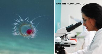 Wissenschaftler kartieren den genetischen Code der unglaublichen Qualle, die ewig leben kann