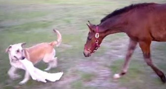 Un perro agarra un trapo, miren la reaccion del caballo...Estupendo!!!