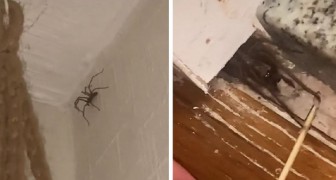 Encuentra una araña gigante en la sala de estar: ¡Comeré en mi habitación hasta que se vaya!