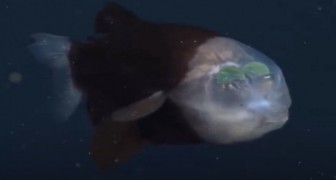 Cet incroyable poisson a une tête transparente et vit dans les profondeurs des abysses