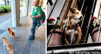 Besitzer fahren in den Urlaub und lassen ihre beiden Hunde ohne Wasser und Futter auf dem Balkon: Die Nachbarn schlagen Alarm