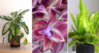Mooi, makkelijk en goed voor je: 8 gemakkelijk te kweken kamerplanten die goed voor je gezondheid zijn