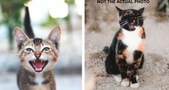 Miauwen vertalen in woorden: MeowTalk, de nieuwe app voor kattenbezitters, doet dat