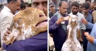 Man is forced to sell his goat to get money, but she won't leave him and cries bitterly