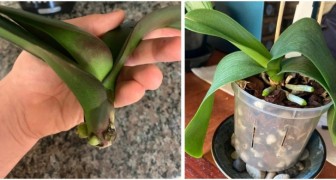 L'orchidea è rimasta senza radici? Puoi ancora provare a recuperarla
