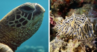 Il segreto del mare: 16 delle immagini più suggestive dei fondali marini