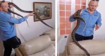 Ils trouvent un python à l'intérieur du canapé : un professionnel doit l'en sortir (+ VIDEO)