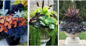 Jardinières d'automne : 11 compositions sensationnelles pour décorer avec des plantes et des fleurs colorées 