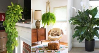 Polvere e allergie? Eliminale da casa tua aiutandoti con queste 7 piante da appartamento