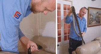 Ze vinden een python in hun bank: ze bellen een professional om hem weg te halen (+ VIDEO)