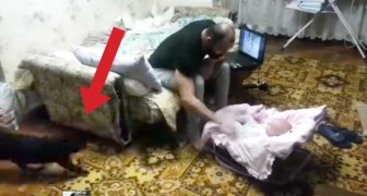 Un homme fait semblant de maltraiter un bébé... Regardez la réaction du chat!!!