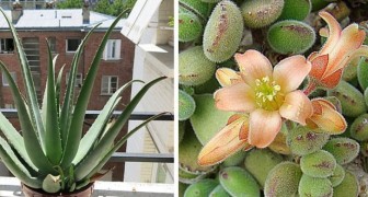Plantes succulentes à l'extérieur : 10 espèces parfaites pour décorer et embellir vos terrasses