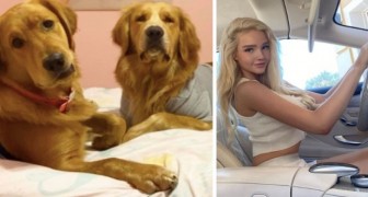 23-jarige vrouw legt 4000 km af om een halsband van ​​Luis Vuitton voor de hond te kopen: dit zorgt voor ophef