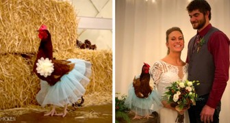 Bride chooses a chicken as a bridesmaid: she couldn't find the right person for this role