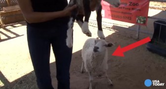 Sobald das Schaf ihr Kleines auf die Welt bringt, bemerken sie, dass etwas unglaubliches passiert ist