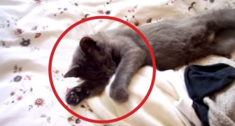 She tells her cat to get up: the way he answers back is adorable !