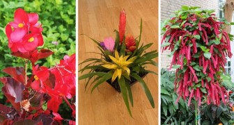 Aggiungi colore alla tua casa con le piante: 10 specie bellissime e di facile coltivazione