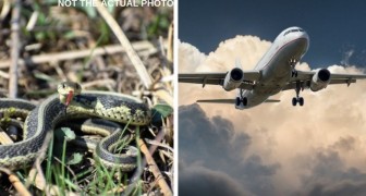 Trovato un serpente in cabina durante un volo aereo: caos tra i passeggeri in fase di atterraggio