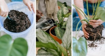 Piante da appartamento: 7 errori da evitare nella coltivazione per mantenerle sane