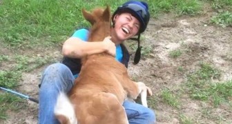 Una ragazza si avvicina a un cucciolo di cavallo e lui la accoglie in modo travolgente!