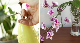 Coltivazione delle orchidee: fatele crescere sane, forti e belle con questi due metodi