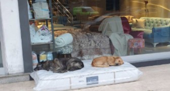 De eigenaar van een matrassenwinkel legt er een buiten neer zodat zwerfhonden kunnen slapen