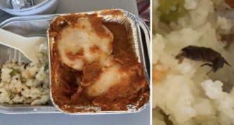 Passagier findet Kakerlake in angebotener Mahlzeit auf Flug, Fluggesellschaft dementiert