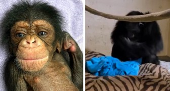 En schimpansmamma får se sin unge 2 dagar efter förlossningen och kan inte hålla tillbaka känslorna