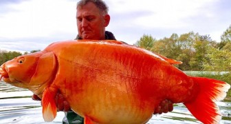 Pescatore trova un gigantesco pesce rosso: è stata pura fortuna, il suo peso è da record